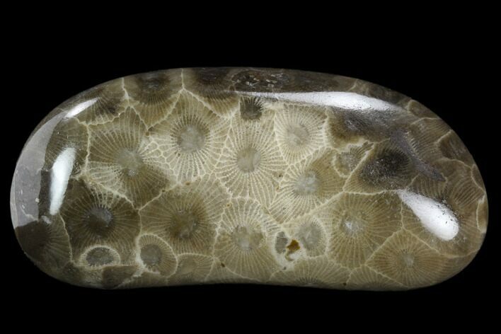 Polished Petoskey Stone (Fossil Coral) - Michigan #131065